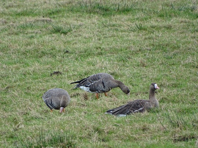 不可撼动的 不可撼动的